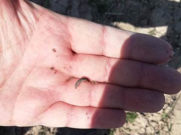 Altıntaş’ta Ekin Kambur Böceği Sürveyleri Devam Ediyor