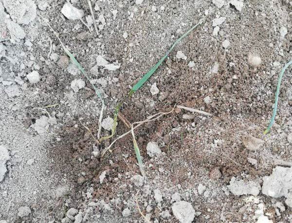 Altıntaş’ta Ekin Kambur Böceği Sürveyleri Devam Ediyor