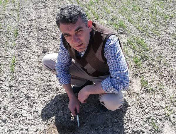 Altıntaş’ta Ekin Kambur Böceği Sürveyleri Devam Ediyor