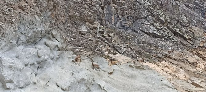 Artvin’de Baraj Ve Yol Şantiyeleri Yaban Keçilerinin Uğrak Noktası Haline Geldi