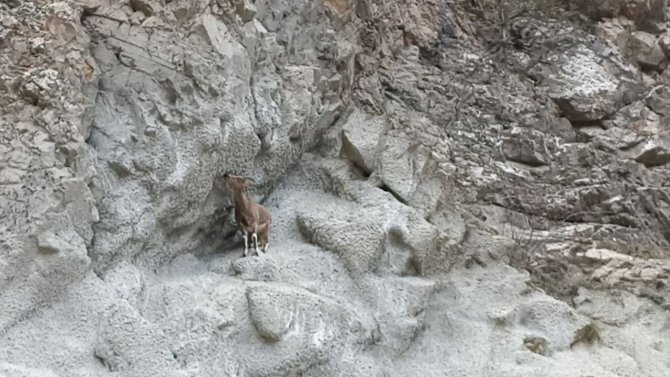 Artvin’de Baraj Ve Yol Şantiyeleri Yaban Keçilerinin Uğrak Noktası Haline Geldi