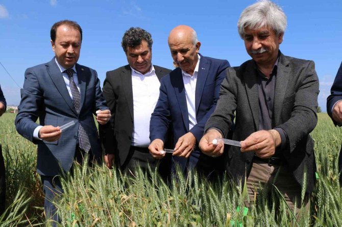 Buğdayın Düşmanı Süne, Avcı Böceklerle Yok Ediliyor