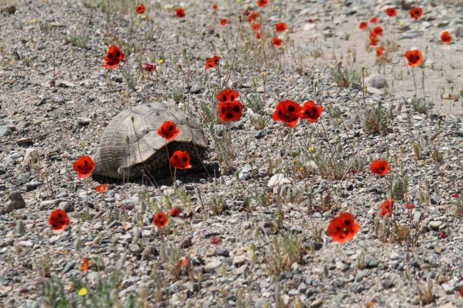Elazığ’da Gelinciklerin Görsel Şöleni