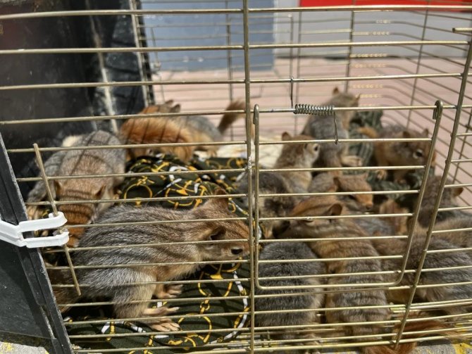 Yolcu Otobüsünden 63 Sincap Yavrusu Çıktı