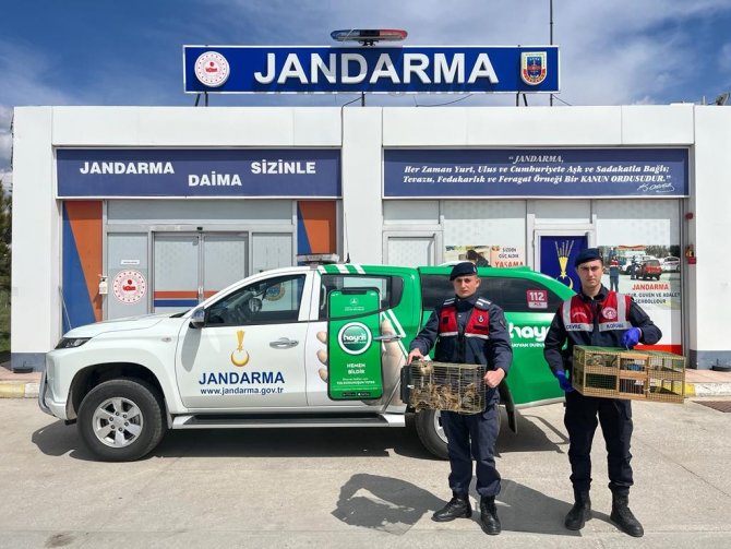 Yolcu Otobüsünden 63 Sincap Yavrusu Çıktı