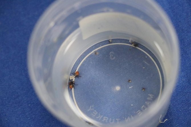 Yaz Aylarının Korkulu Rüyası Kene Tutulmalarına Karşı Önemli Uyarı