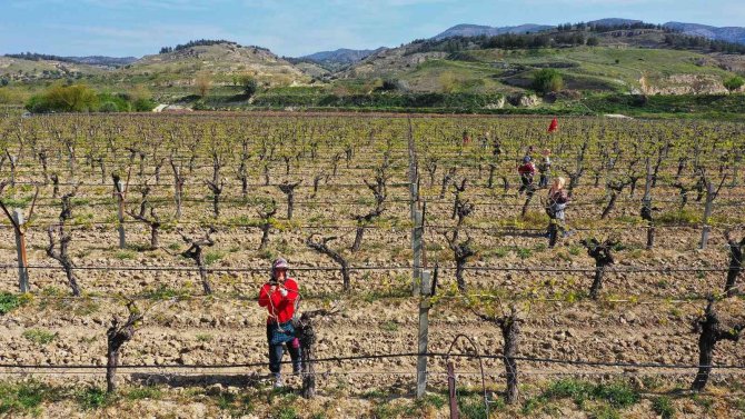 Feromon Yayıcı Tel Desteğiyle Çiftçiler Daha Çok Kazanıyor