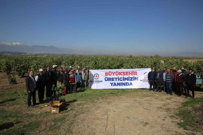 Feromon Yayıcı Tel Desteğiyle Çiftçiler Daha Çok Kazanıyor