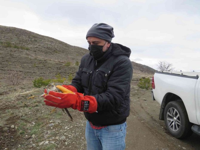Erzincan’da Tedavisi Tamamlanan Atmaca Özgürlüğe Kanat Açtı