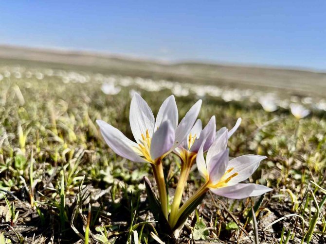 Ağrı’da İlkbaharla Canlanan Doğa, Manzarasıyla Mest Ediyor