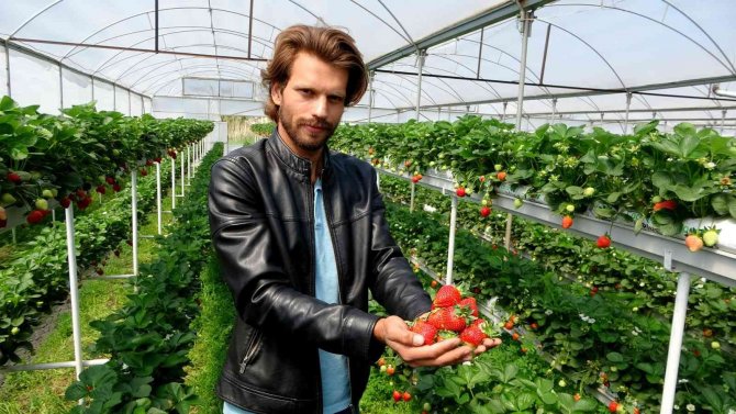 Erkenci Çileğin Kilosu 20 Liraya Düştü