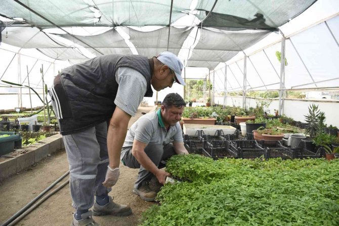 Kemer Belediyesi’nin Yetiştirdiği Sebze Fidanları Halkla Buluşmaya Hazırlanıyor