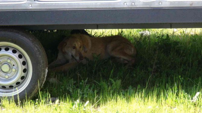 Yolun Karşısına Geçmeye Çalışan Köpeğe Otomobil Çarptı