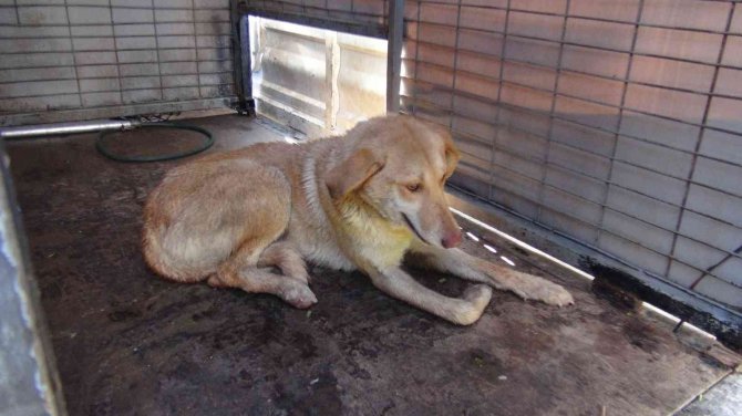 Yolun Karşısına Geçmeye Çalışan Köpeğe Otomobil Çarptı