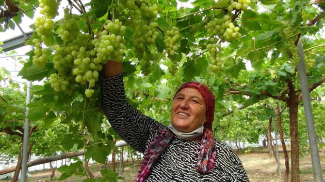 Mersin’den Dubai Ve Rusya’ya Üzüm