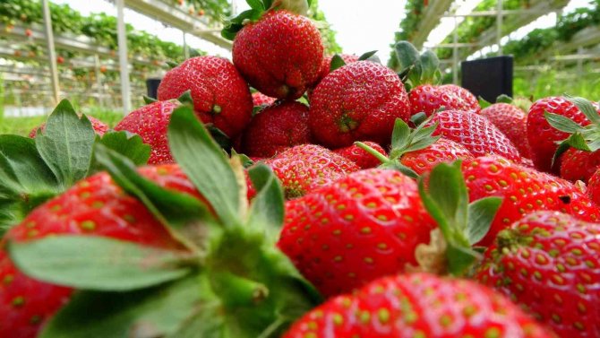 Erkenci Çileğin Kilosu 20 Liraya Düştü