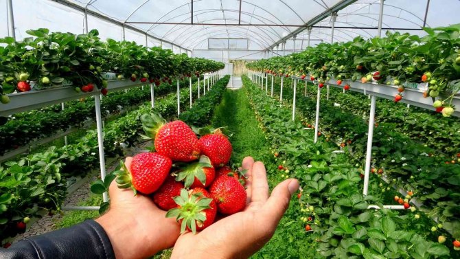 Erkenci Çileğin Kilosu 20 Liraya Düştü