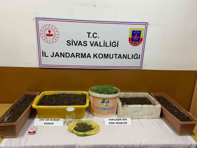 Sivas’ta 800 Kök Kenevir Ele Geçirildi