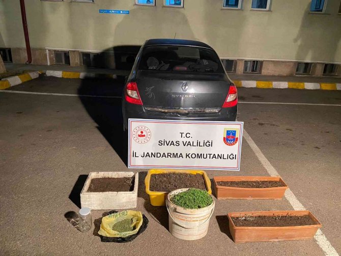 Sivas’ta 800 Kök Kenevir Ele Geçirildi