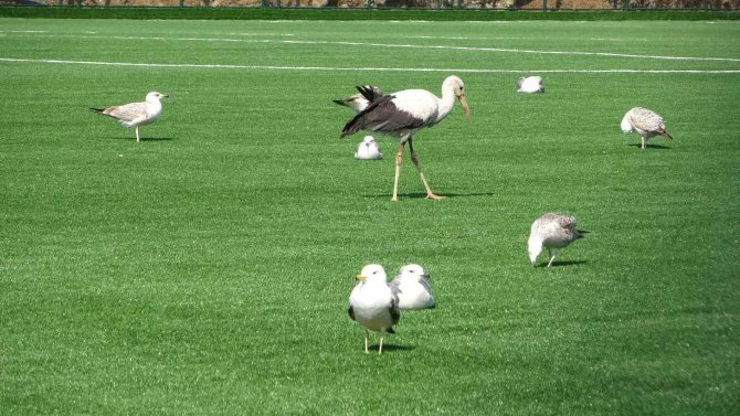 Bu Leylek Futbol Sahasında Martıların Arasında Dinlenmeyi Yeğledi