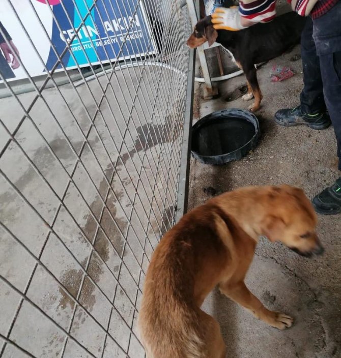 Yaralı Halde Terk Edilen Sahipsiz Hayvanlara Turgutlu Belediyesi Sahip Çıktı