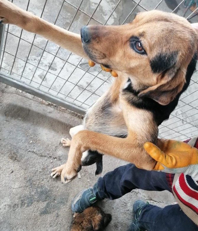 Yaralı Halde Terk Edilen Sahipsiz Hayvanlara Turgutlu Belediyesi Sahip Çıktı