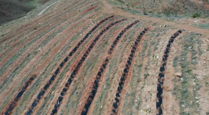 Türkiye’de İlk Kez Uygulanan Malçlama Yöntemiyle Aksaray’da 200 Bin Fidan Dikildi