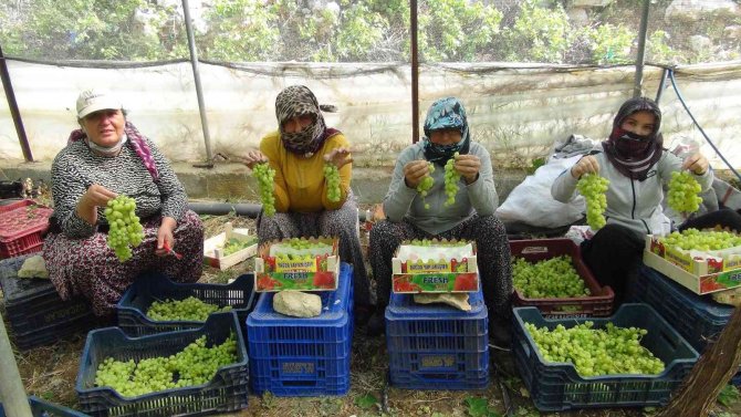 Mersin’den Dubai Ve Rusya’ya Üzüm