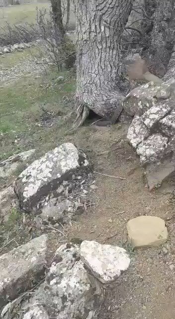 Elazığ’da Dev Yılan Görenleri Korkuttu