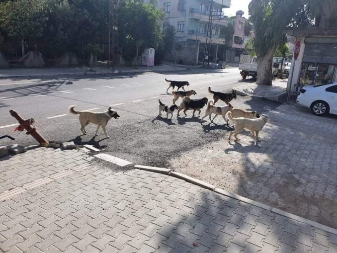 Sürü Halinde Gezen Köpeklerin Vatandaşa Saldırı Anı Kamerada