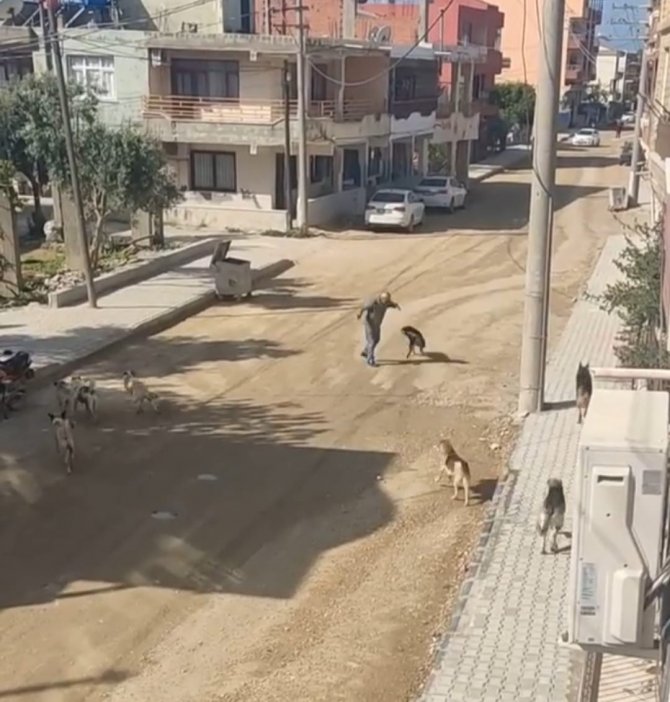 Sürü Halinde Gezen Köpeklerin Vatandaşa Saldırı Anı Kamerada