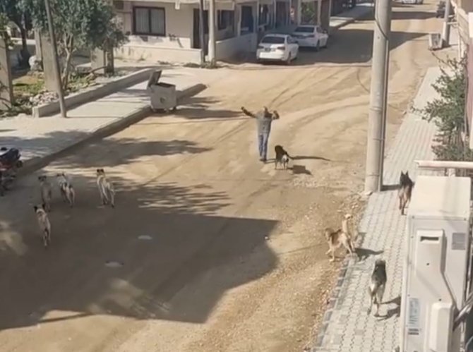 Sürü Halinde Gezen Köpeklerin Vatandaşa Saldırı Anı Kamerada