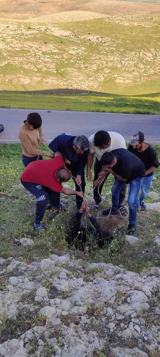 Mardin’de Kuyuya Düşen İnek İtfaiye Ekipleri Tarafından Kurtarıldı
