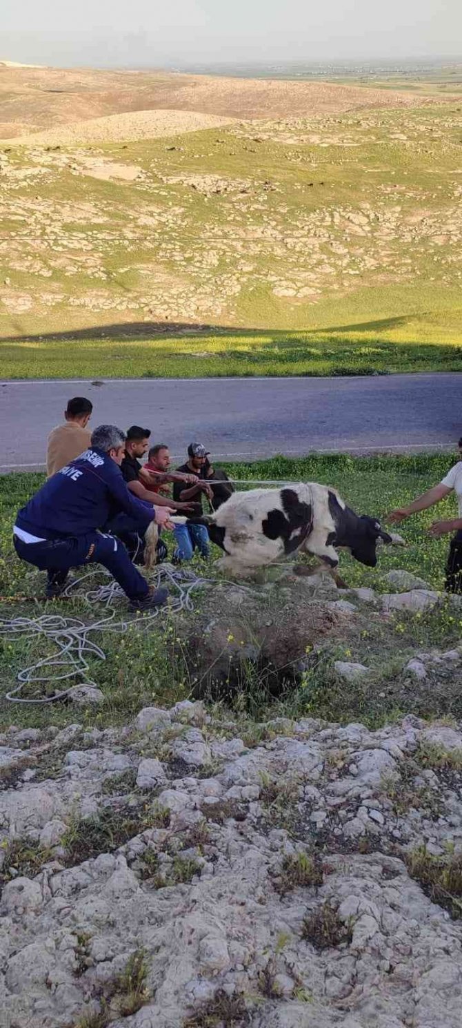 Mardin’de Kuyuya Düşen İnek İtfaiye Ekipleri Tarafından Kurtarıldı