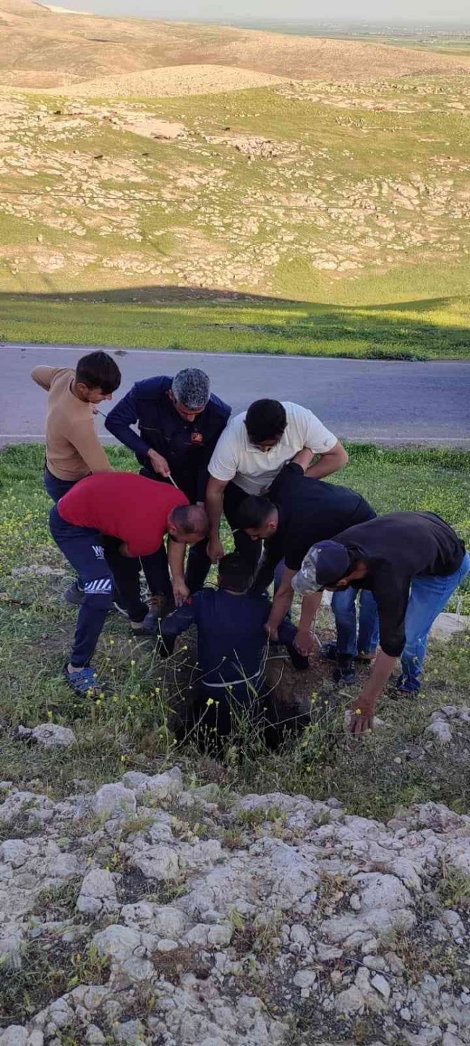 Mardin’de Kuyuya Düşen İnek İtfaiye Ekipleri Tarafından Kurtarıldı