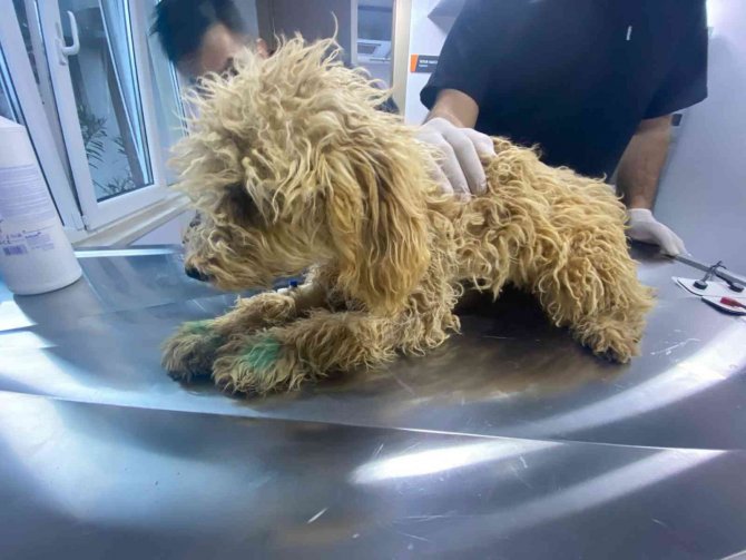 Akıllı Sinyallerle Ölümcül Hastalıkları Tedavi Etti