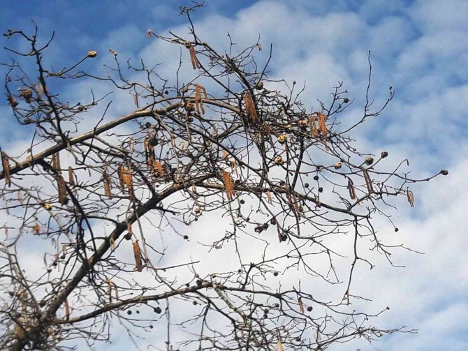 Fındık Kozalak Akarında Mücadele Zamanı