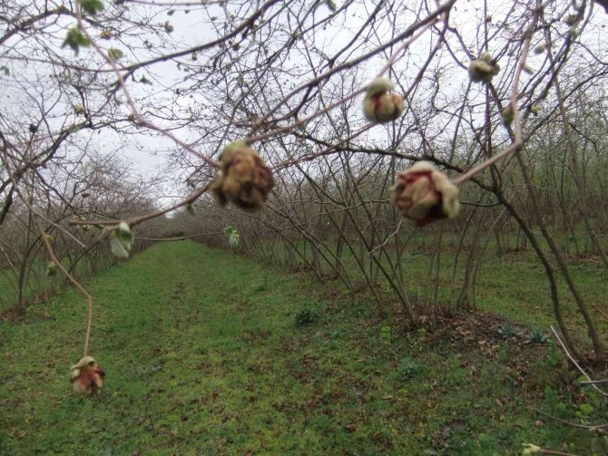 Fındık Kozalak Akarında Mücadele Zamanı