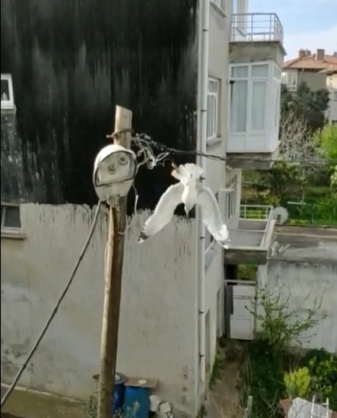 Ayağından Elektrik Teline Takılan Martıya Kurtarma Operasyonu