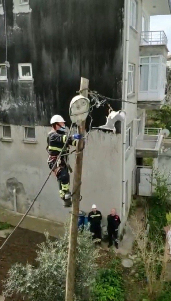 Ayağından Elektrik Teline Takılan Martıya Kurtarma Operasyonu