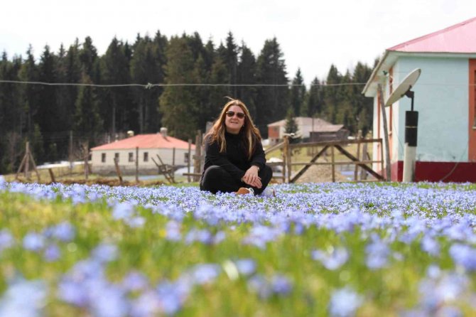 Karlar Eridi, Mor Yayla’nın Mavi Yıldız Çiçekleri Kendini Gösterdi