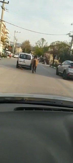 Bursa’da Atını Aracına Bağlayıp Çekti; O Anlar Kameraya Yansıdı