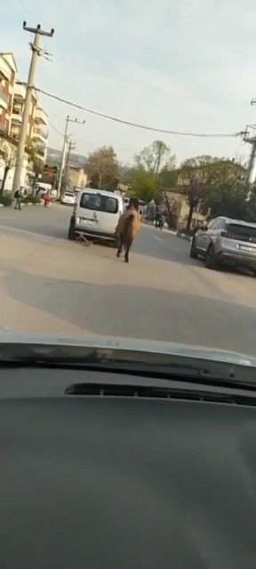 Bursa’da Atını Aracına Bağlayıp Çekti; O Anlar Kameraya Yansıdı