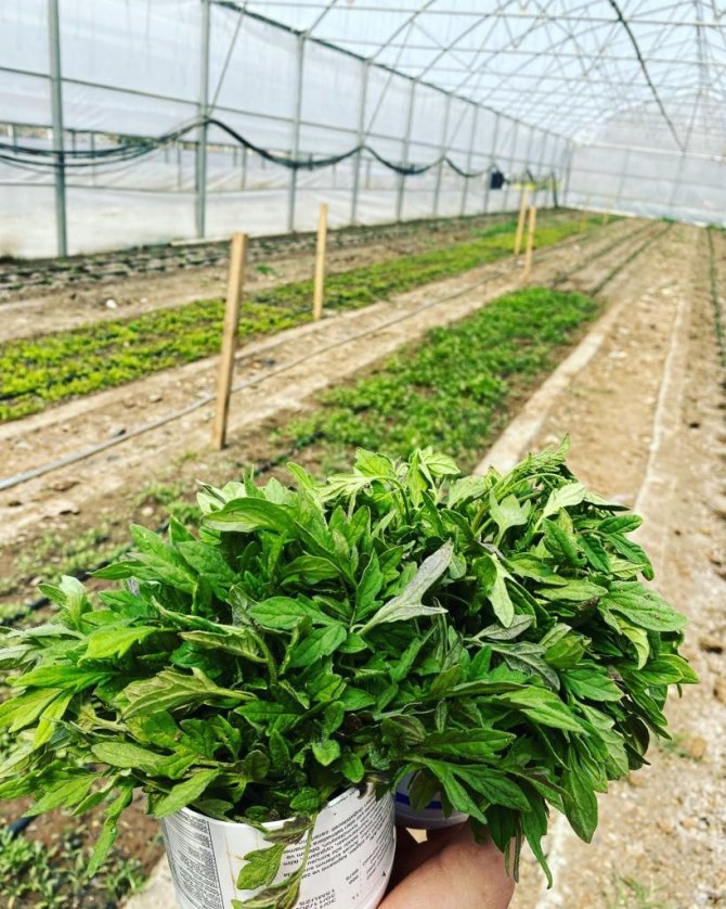 Çukurca Belediyesi’nden Çiftçilere Ücretsiz Domates Fidesi