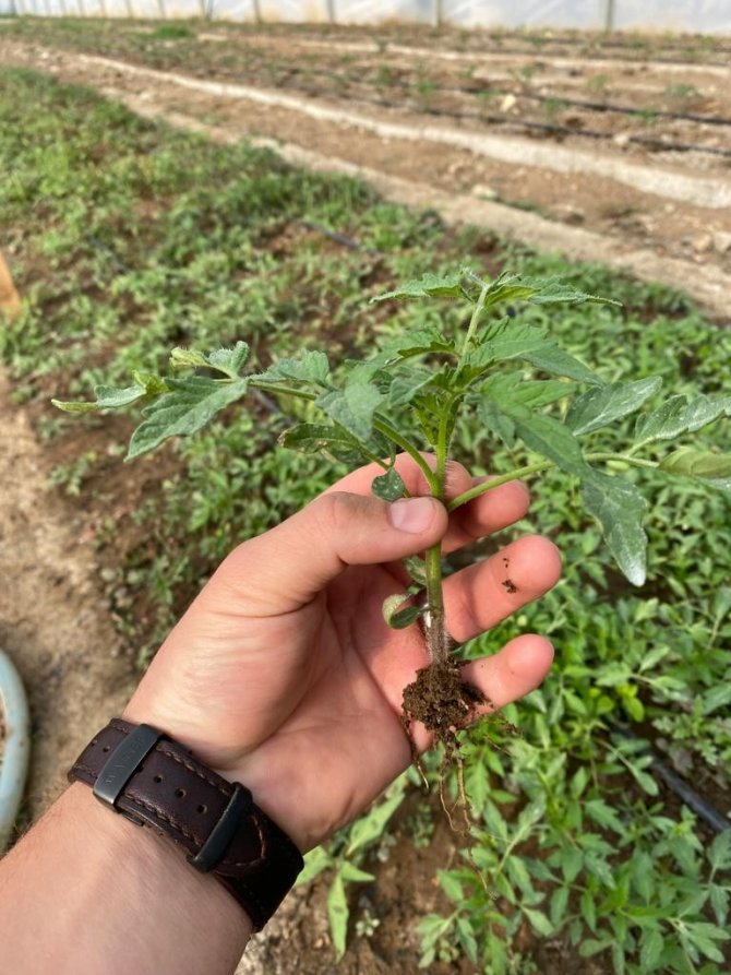 Çukurca Belediyesi’nden Çiftçilere Ücretsiz Domates Fidesi