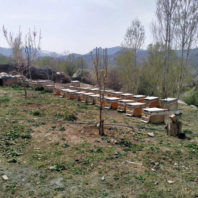 Iğdır’da Arı Kovanı Hırsızlığı: 1 Kişi Tutuklandı