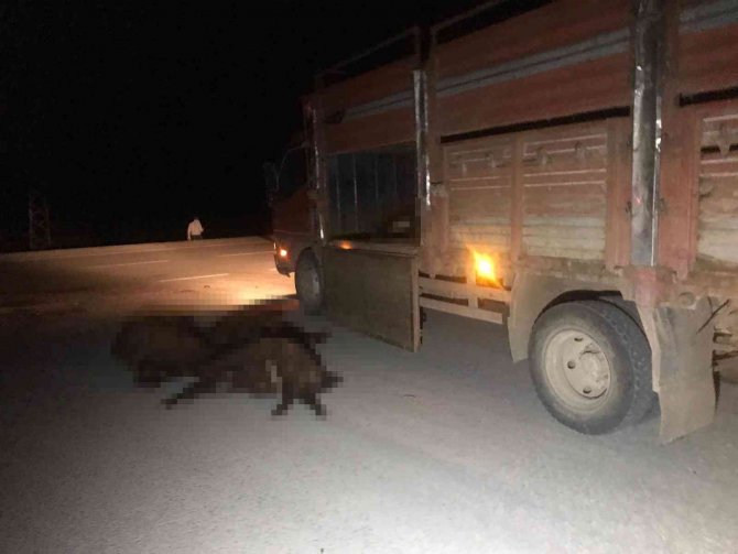 Iğdır’da Otomobil Koyun Sürüsüne Daldı, 20 Koyun Telef Oldu