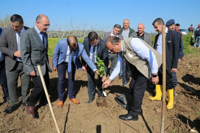 Mudanya’da İlek İncir Dikimi Yapıldı