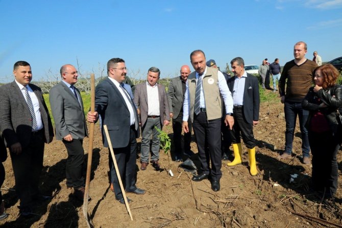 Mudanya’da İlek İncir Dikimi Yapıldı