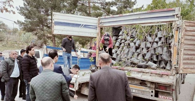 Siirt’te Bin 700 Dekar Üzerine ’Siirt Fıstığı’ Ve ’Trabzon Hurması’ Dikimi Yapılacak